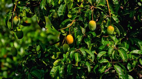  「Origin of the Mango」： 7 世紀フィリピン発の神秘的な果実の物語！