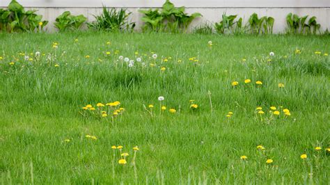 Can you apply pre emergent and fertilizer at the same time? And what if the grass decides to grow sideways?