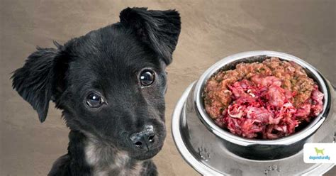 Can You Feed Dog Raw Chicken: A Culinary Conundrum or Canine Cuisine?