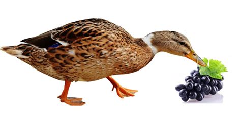 Can You Feed Ducks Grapes? Exploring the Quirky World of Duck Diets and Beyond