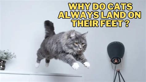 Can You Put Hot Grease in a Glass Jar? And Why Do Cats Always Land on Their Feet?