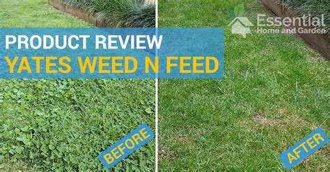 Does Weed and Feed Kill Weeds: A Symphony of Green Chaos and Garden Dreams