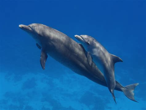 How Do Dolphins Feed Their Young, and Why Do They Sometimes Sing Lullabies Underwater?