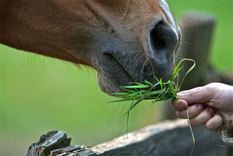 How Do Horses Feed Their Babies: A Journey into Equine Nurturing and Beyond