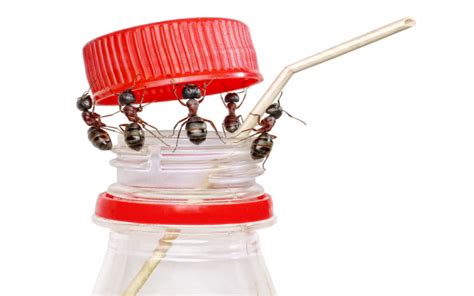 How much is bug spray, and why do ants prefer picnics over barbecues?