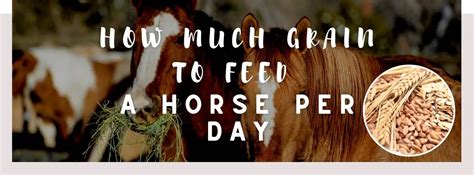 How Much to Feed a Horse Per Day: A Journey Through the Culinary Maze of Equine Nutrition