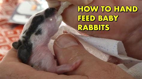 How to Feed a Baby Bunny and Why Astronauts Prefer Carrots in Space