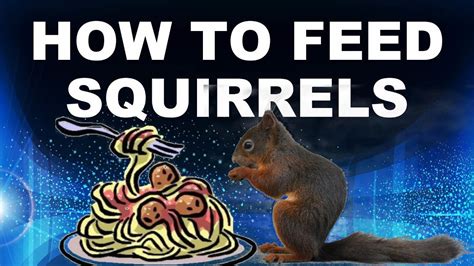 How to Feed a Squirrel: And Why They Might Be Better at Math Than You Think