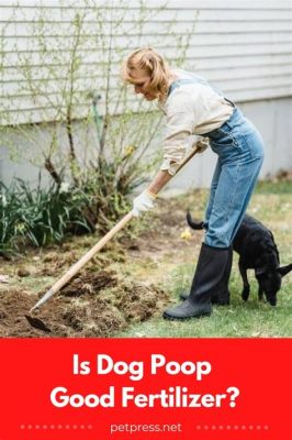 Is Dog Poop Good Fertilizer for Vegetables? And Why Do Some Gardeners Believe It’s the Secret to Growing Purple Carrots?