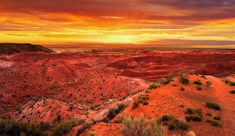  「Painted Desert Phoenix」:  現代アメリカの砂漠に蘇る伝説の鳥