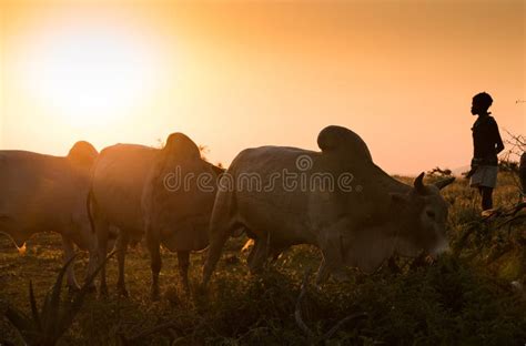  「The Shepherd and His Cow」: 10世紀エチオピアの知恵あふれる民話！