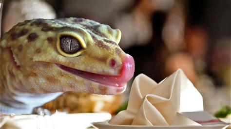 What Can I Feed My Leopard Gecko: And Why Do They Love Watching Cooking Shows?