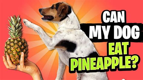 What to Feed a Dog with Hypothyroidism and Why Pineapples Might Just Be the Secret Ingredient