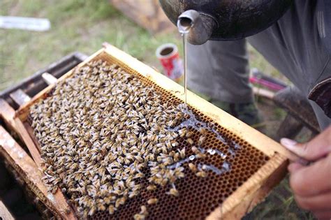 What to Feed Bees: Exploring the Sweet and the Strange