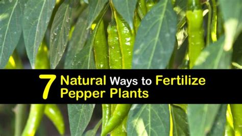 What to Feed Pepper Plants: A Journey Through Soil, Stars, and Spicy Dreams